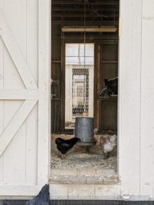 This is one of my four coops. These coops are cleaned thoroughly every week - It's important that all these birds always have access to clean, dry bedding and good, fresh food.
