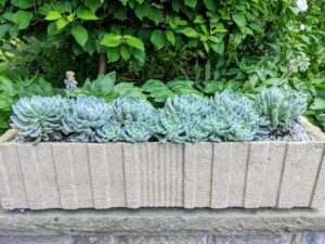 Last spring, we planted a selection of beautiful succulents in these long trough planters. I hope you caught the segment on "Martha Knows Best," my newest show on HGTV. It airs Wednesdays at 8pm ET - be sure to catch an all-new episode tonight!