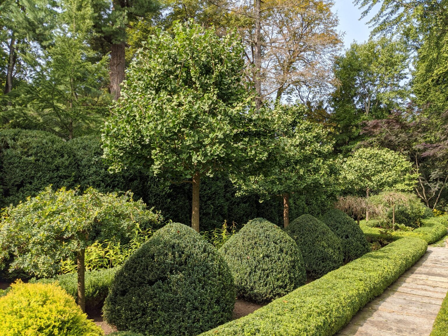 The Ginkgo Trees Lose Their Leaves - The Martha Stewart Blog