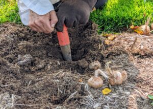 Using the dibber, Hannah creates a hole at least four to six inches deep. There are already many other spring-blooming bulbs planted here, so she is very careful when planting the saffron.