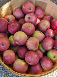 The apples used don't have to look pristine, but they need to be free from spoilage, which would cause the juice to ferment too rapidly. They should also be well-washed, so they're ready to go through the press.