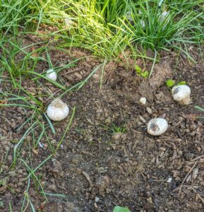 Ryan tosses the bulbs and they land randomly on top of the soil. Because the pergola garden is long, this bed will need hundreds of bulbs to fill it. Most bulbs do best in full sun with at least six hours of direct sunlight a day and well-drained soil.