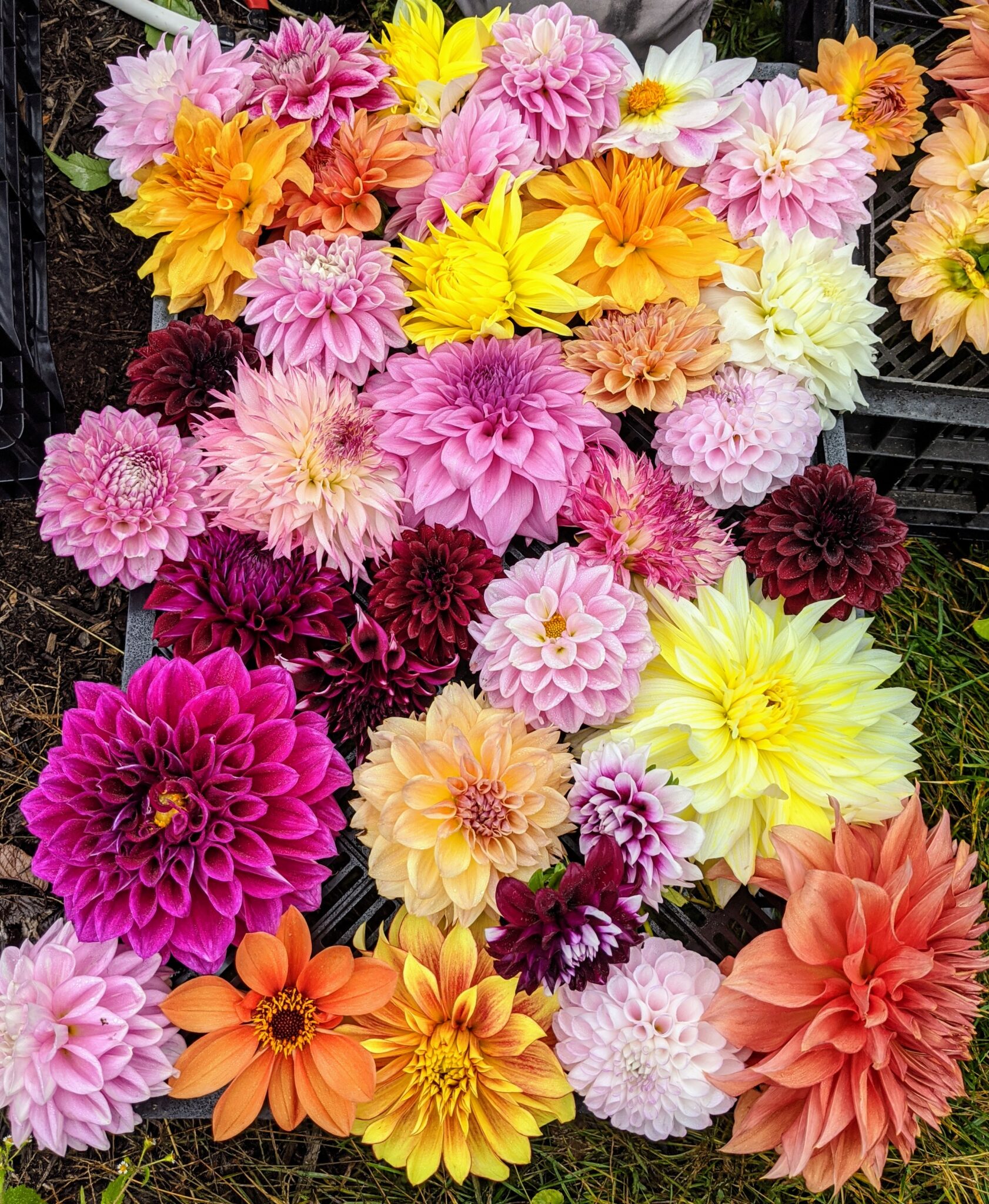 Digging Up and Storing Dahlia Tubers for Winter - The Martha Stewart Blog