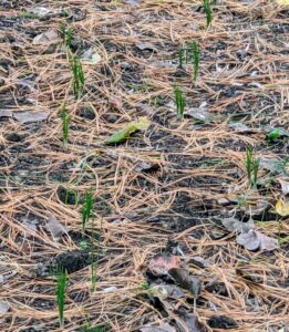 By the third week of October, the saffron sprouts are visible in all the garden beds. They emerge with thin, straight, and blade-like green foliage leaves, which expand after the flowers have opened.