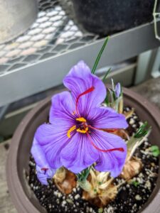 Saffron can also be planted in containers, especially in areas where squirrels, gophers, mice, or voles are a problem. Here, we planted saffron in pots and kept them in the small hoop house next to my main greenhouse.