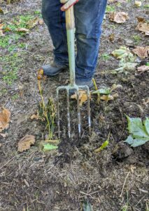 I always say to “use the right tool for the right job.” Garden forks are perfect for digging up dahlia tubers. At my shop on Amazon, I sell a 40-Inch 3-Piece Stainless Steel Garden Digging Tool Set which includes a shovel, spade and a garden fork.