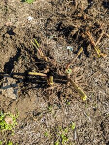 The tubers are placed back on the ground until all the tubers of the same variety are uprooted, so they aren't mixed up. Dahlia tubers vary in size depending on their variety and age.