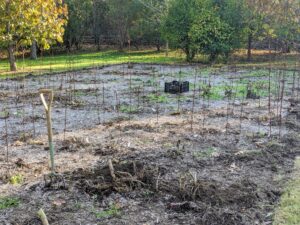 After the garden bed is empty, it will be ready for preparing and planting the next crop - I wonder what it will be.