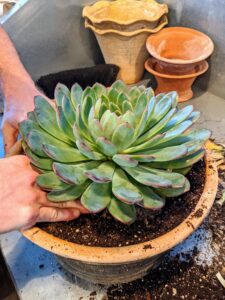 Once this echeveria is planted, Ryan tamps the soil down to prevent any air holes.