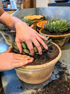Succulents are best planted in clay or terra cotta pots with proper drainage holes because the vessels dry quickly, and prevent water from building up.
