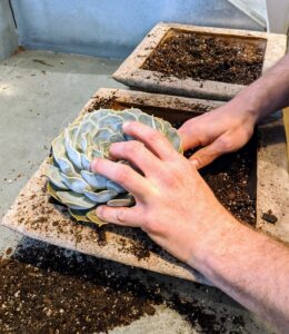 Ryan carefully begins planting the echeveria in one corner of the pot. The genus is named after the 19th century Mexican botanical artist Atanasio Echeverría y Godoy.