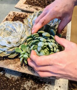 Next, he chooses a lighter green echeveria and plants them diagonally as well.