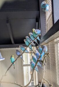 Parakeets, Melopsittacus undulatus, are members of the Parrot family. They are relatively small and light birds, but with unusually long, tapered tails. I recently acquired 14 parakeets. They enjoy perching on this long branch in their cage, where they can see all the activity around them.