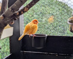If you choose to keep canaries, finches or parakeets, be sure to get the largest cage your budget allows, so they have ample room to exercise, spread their wings, and perch on different levels and surfaces. It is always such a joy to come down every morning to hear their cheerful chirping and singing.