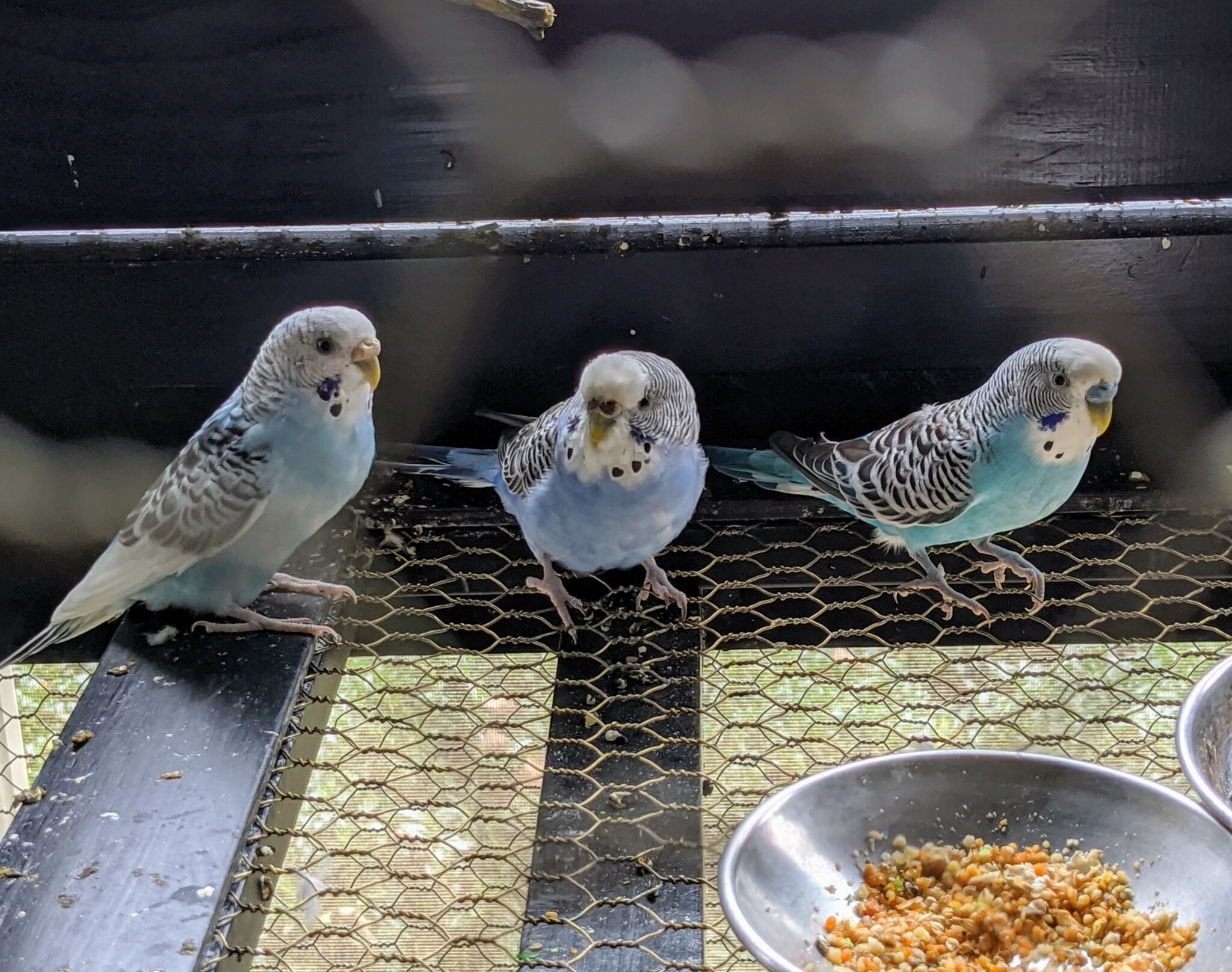 Parakeets at the Farm - The Martha Stewart Blog