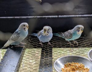 Parakeets have a very active metabolism and should be provided with a staple diet of fresh parakeet seed or pellets daily. In addition to a pellet diet, parakeets should be offered chopped dark green and yellow veggies as well as a variety of fruits, and hard cooked eggs.