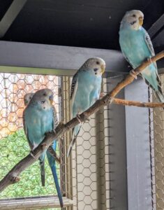 Parakeets often come in green-yellow or blue-green combinations. These blue colors come in many shades from gray to bright cobalt.