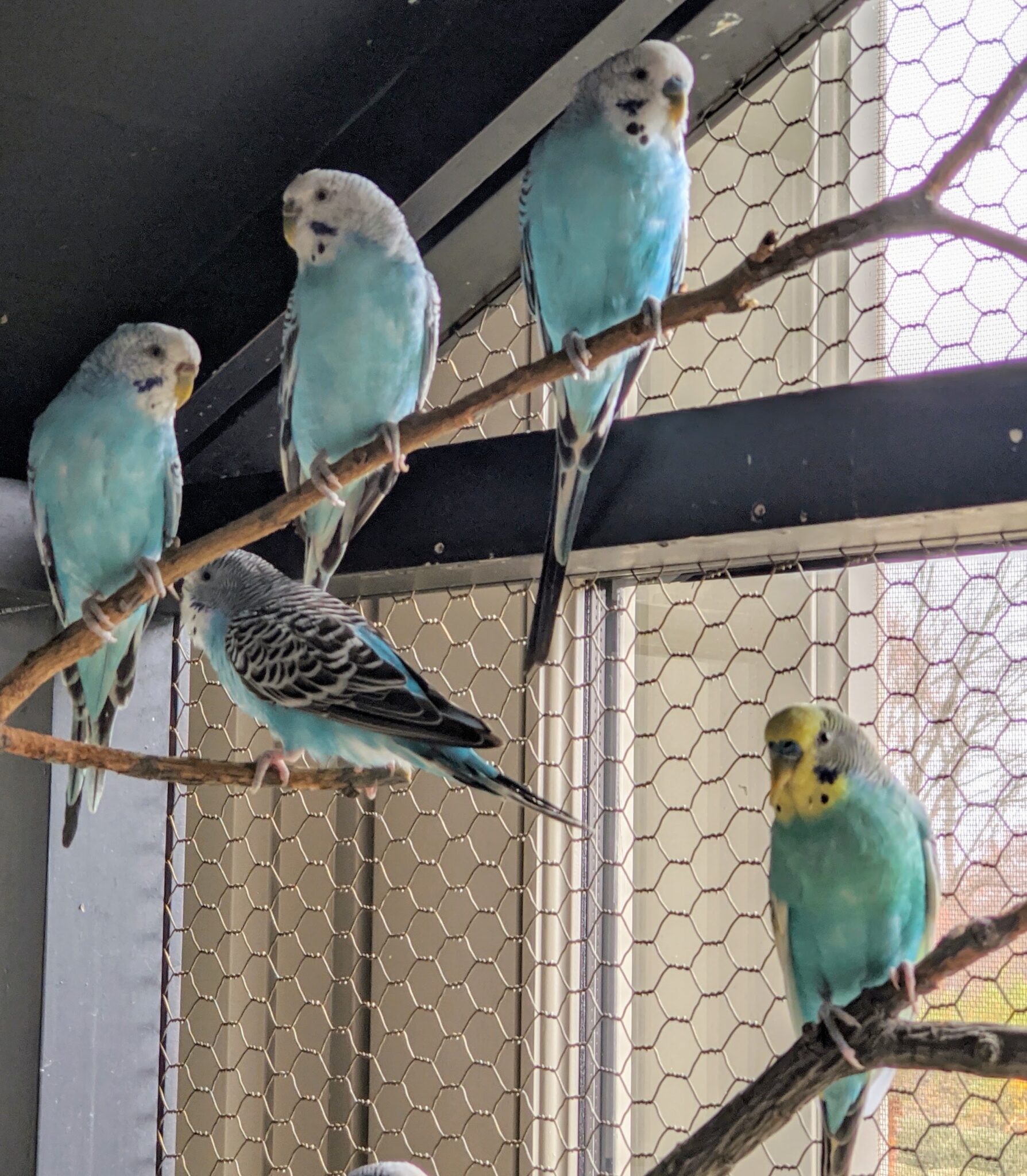 Parakeets at the Farm - The Martha Stewart Blog