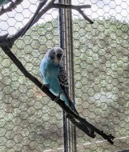 The budgie is one of the most popular parakeet species. Besides being very friendly and playful, it is hardy and easy to maintain.