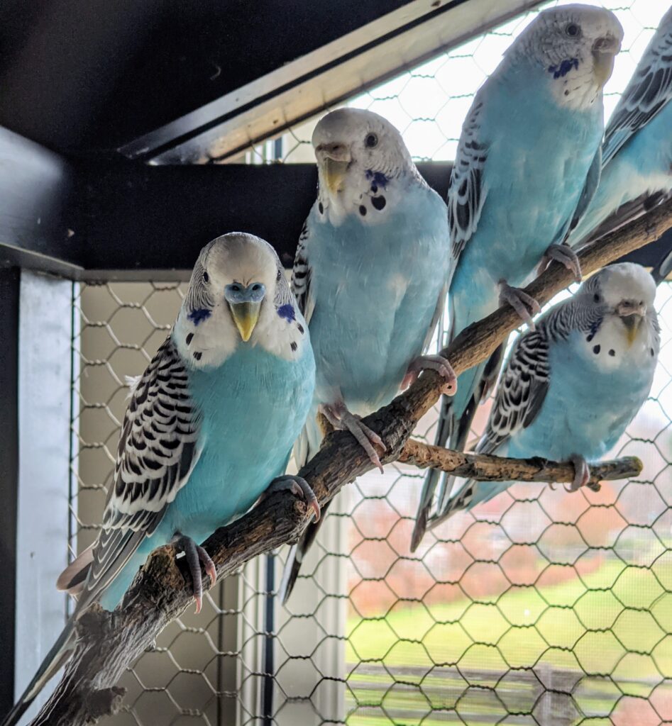 Parakeets at the Farm - The Martha Stewart Blog