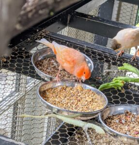 The canaries are generally good-natured and social creatures. Healthy canaries will always have clear, bright eyes, clean, smooth feathers, and curious, active dispositions.