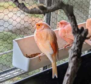 The bold colors of these red factor canaries can range in shades of light peach to apricot to orange to red.