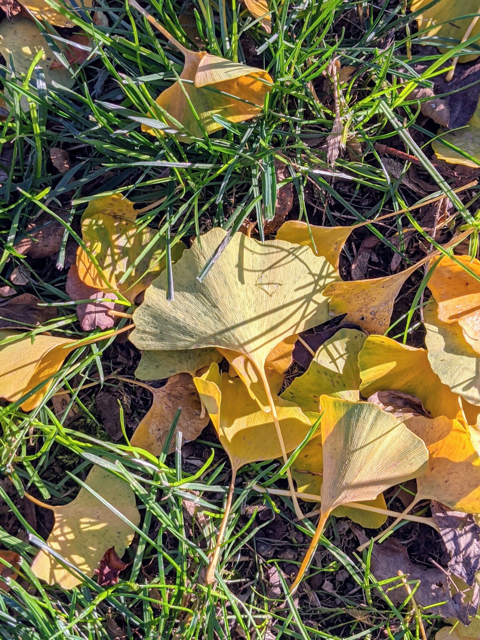 The Ginkgo Trees Lose Their Leaves The Martha Stewart Blog