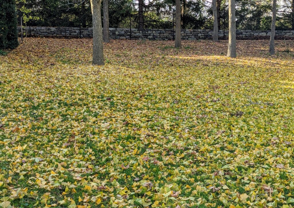The Ginkgo Trees Lose Their Leaves The Martha Stewart Blog