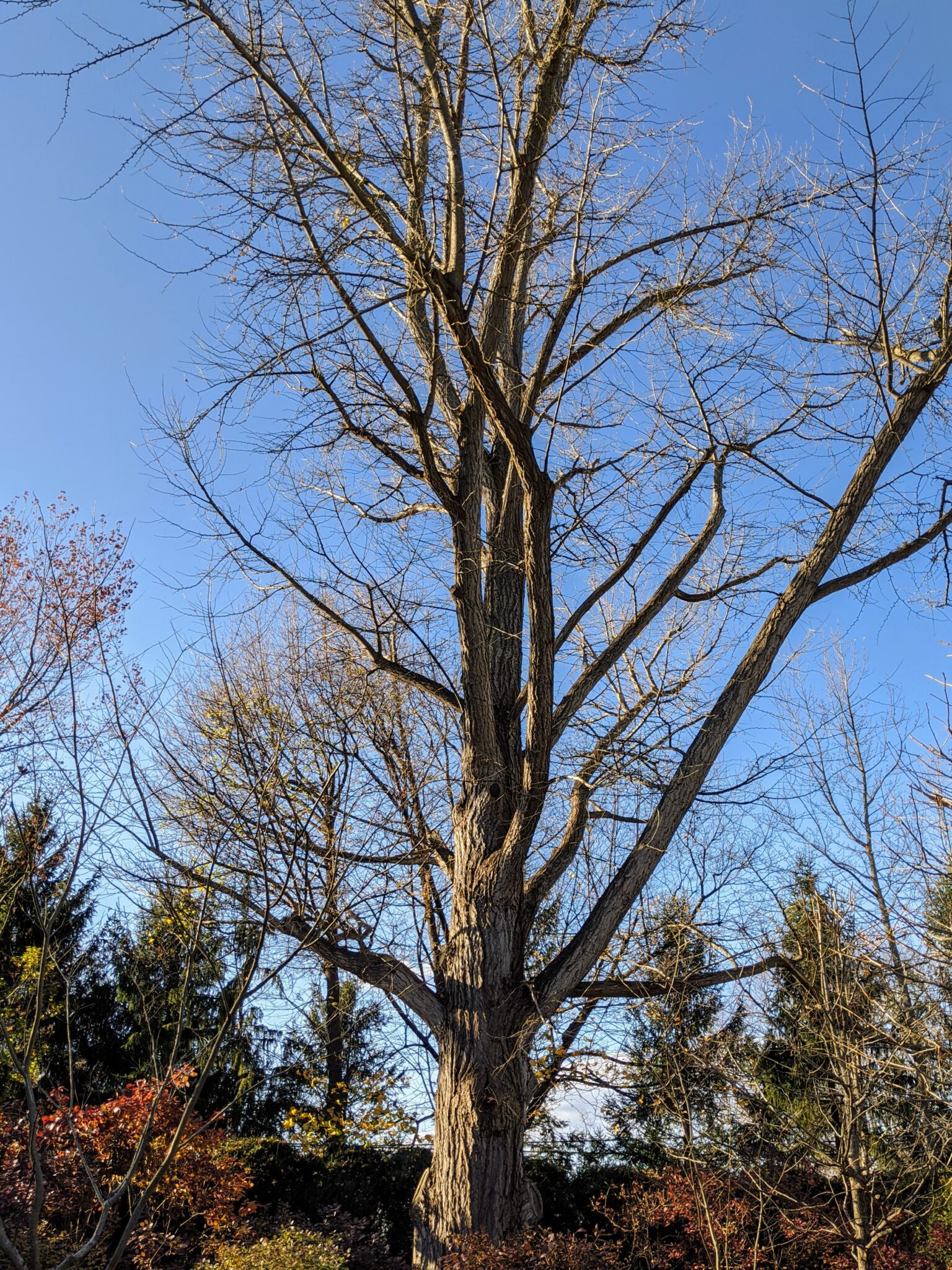 The Ginkgo Trees Lose Their Leaves - The Martha Stewart Blog