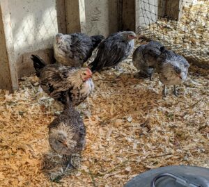 The Phoenix chicken is a very active breed with excellent flight skills. They are also very good foragers. These chicks are already foraging around their enclosure.