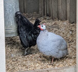 Here is an Ayam Cemani on the left - an uncommon and relatively modern breed of chicken from Indonesia. This breed has a dominant gene that causes hyperpigmentation, making it entirely black, including feathers, beak, and internal organs. But, hens lay cream colored eggs. On the right is another Guinea hen. Guineas are highly social, but more so with their own kind; where one goes, they all go. If one gets lost it will call out until the flock comes to find it. And Guinea fowl are noisy. I can often hear them all the way from my Winter House.