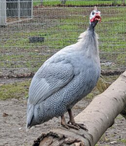 Here is another perched on a log. Guinea fowl weigh about four-pounds fully grown. With short, rounded wings and short tails, these birds look oval-shaped. Their beaks are short but curved and very stout.