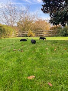 Here are the puppies in my family's backyard. They were driven back from Indiana by my friend, Fabian Negron. Once they arrived, they got fed lunch and one of the girls, Cate, was picked up by her new guardian, Lynn, and her mother, Roz.