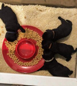 At about three weeks, Karen begins offering solid food. Here, they are eating puppy kibble that has been soaked in warm water, so it is both soft and safe for the puppies to eat. They love it.