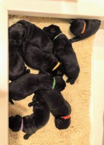 Here are the puppies resting. It is very important to weigh each puppy at least once a day to ensure they are gaining weight. Because the puppies look very similar at this age, we put light Velcro puppy collars on them so we can identify each puppy and record their weight. Puppies should gain five to 10-percent of their birthweight each day.