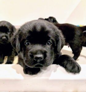 Here is one of my puppies, who is now in Maryland. This is Truman. Here he is at about five weeks old.