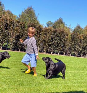 This is a fun picture of Martha’s grandson, Truman, Mehndi, and Kima. It was taken at Martha's Bedford, New York farm. Truman is great around dogs. In fact, he wants to start showing my Labradors in AKC Junior Showmanship competitions. To all my fellow exhibitors, look out for Truman in the show ring in the years to come!