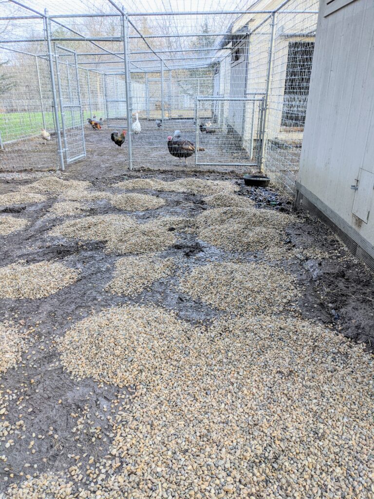 My Chicken Coop Project The Martha Stewart Blog