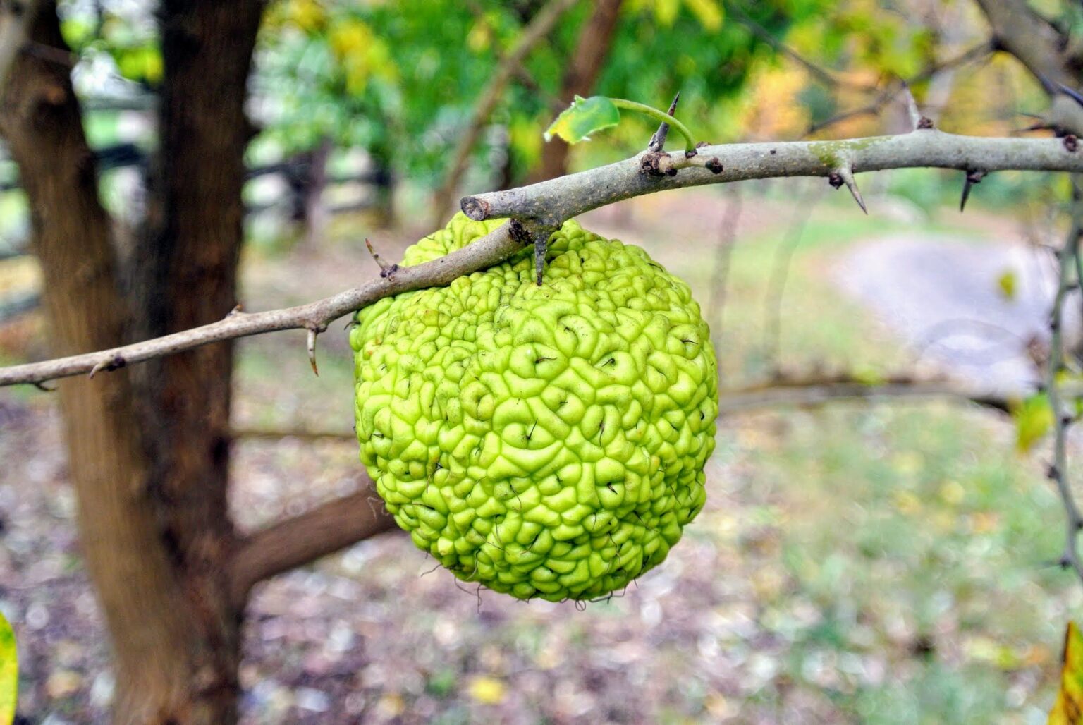My Osage Orange Trees The Martha Stewart Blog