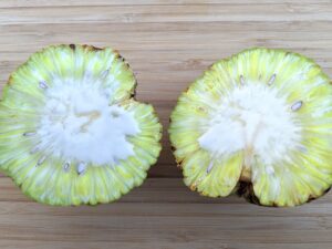 When mature, the Osage orange fruit, is filled with a sticky latex sap, which has been found to repel insects.