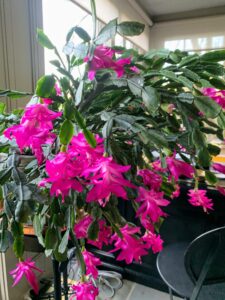 This is called Thanksgiving cactus - not to be confused with Christmas cactus which blooms a few weeks later. Both Christmas and Thanksgiving cacti are in the genus Schlumbergera and are native to the tropical forests of Brazil. They are attractive plants commonly sold and given as gifts around this time.