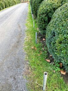 To start, ground pipes are installed every four feet along the allee. These hollow pipes will anchor the supports. My long Boxwood Allee extends from the east paddocks and the woodland carriage road to the stone stable. It has developed beautifully over the years, growing larger every season.