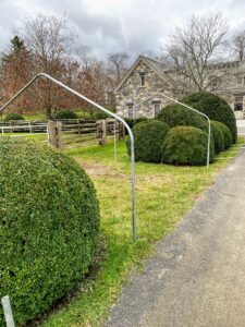 I ordered the 10-foot wide bow sections – this will last quite a while and give the boxwood a lot of room to grow. The allee is now all framed on both sides of the carriage road. Building the frame at least a foot taller than the boxwood protects any heavy snow from weighing down onto the tender foliage.
