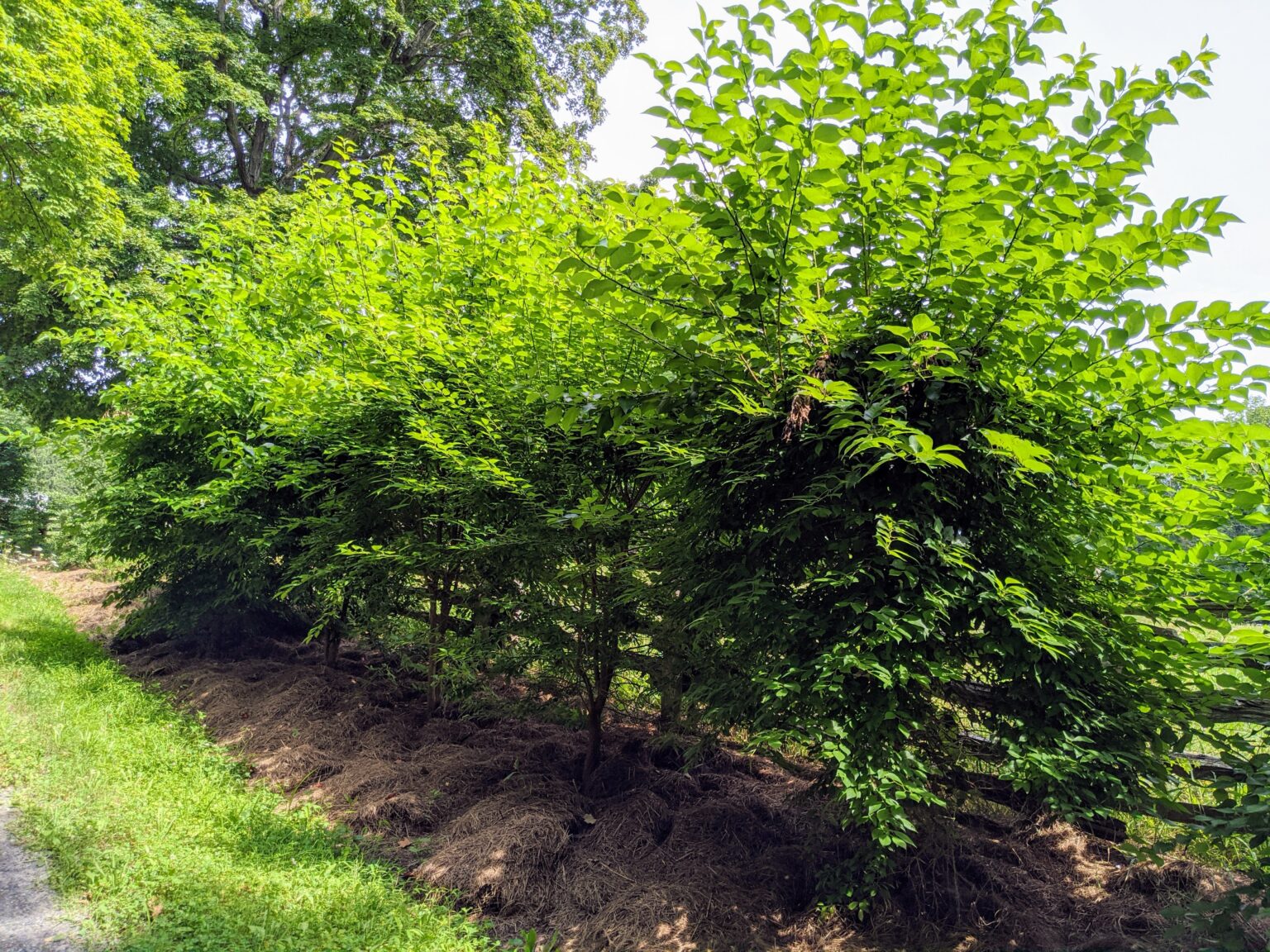 My Osage Orange Trees - The Martha Stewart Blog