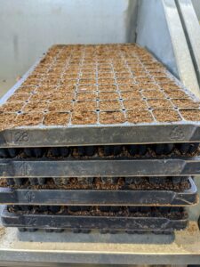 These seed starting trays are filled with about three-fourths of an inch of growing medium.
