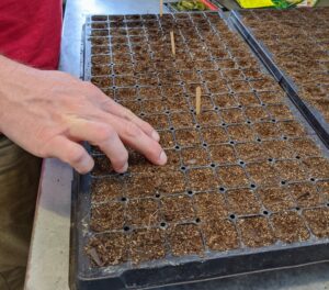 Ryan uses his finger to make a shallow hole in each cell for the seeds. It's always a good idea to keep a record of when seeds are sown, when they germinate, and when they are transplanted. These observations will help organize a schedule for the following year.