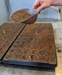 Once the seeds are distributed, Ryan covers them lightly with another dusting of soil medium.