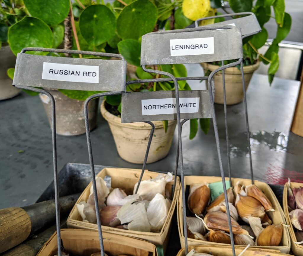 Crisp Martha Stewart Planting Garlic Scene Concept Crisp Martha Stewart Planting Garlic Scene Concept