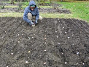As the rows are made, Ryan positions each clove. When planting multiple rows of garlic, be sure the rows are at least one-foot apart.