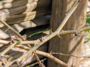 Osage orange branches are armed with stout, straight spines. It is important to wear protective gloves whenever working with these trees.
